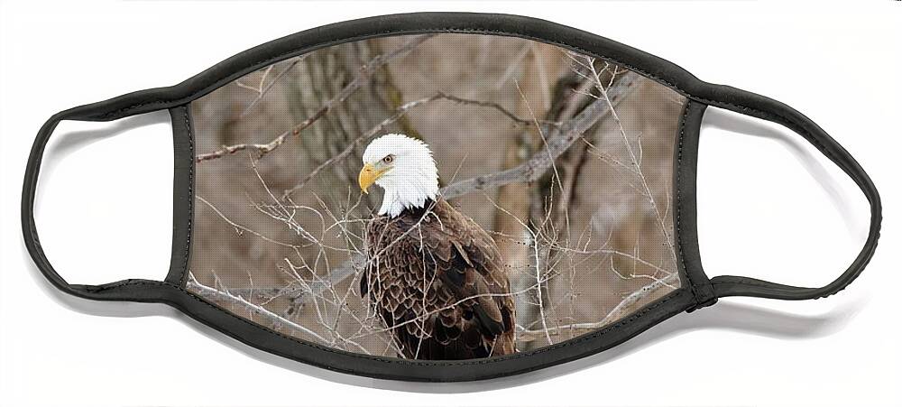 Bird Face Mask featuring the photograph The Eagle Has Landed by Lens Art Photography By Larry Trager