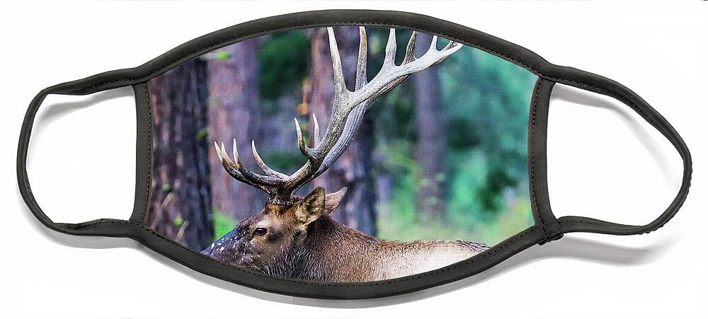 Elk Face Mask featuring the photograph The Elk by Tahmina Watson