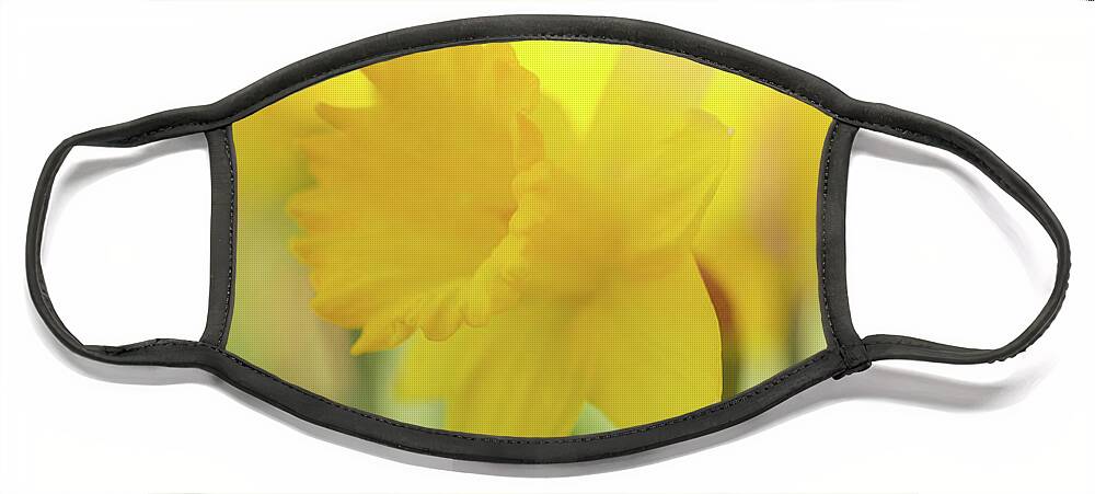 Daffodils Flowers Spring Face Mask featuring the photograph The First to Break Forth by Kim Carpentier