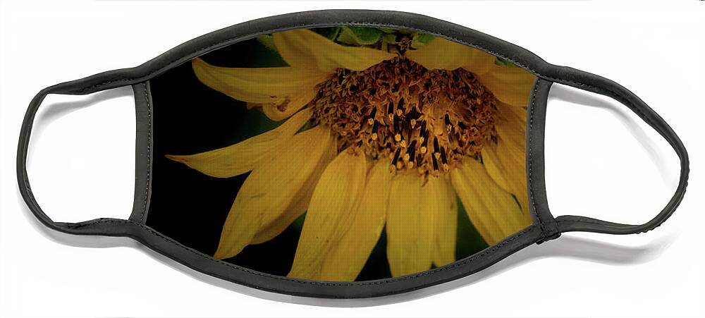 Flower Face Mask featuring the photograph The Flashy Wild Sunflower by Laura Putman