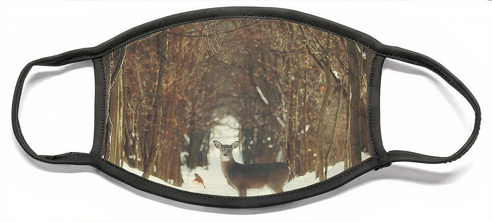 Snow Face Mask featuring the photograph The Forest of Snow White by Carrie Ann Grippo-Pike