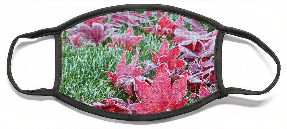 Maple Face Mask featuring the photograph The Frosted Fallen by Marilyn Cornwell