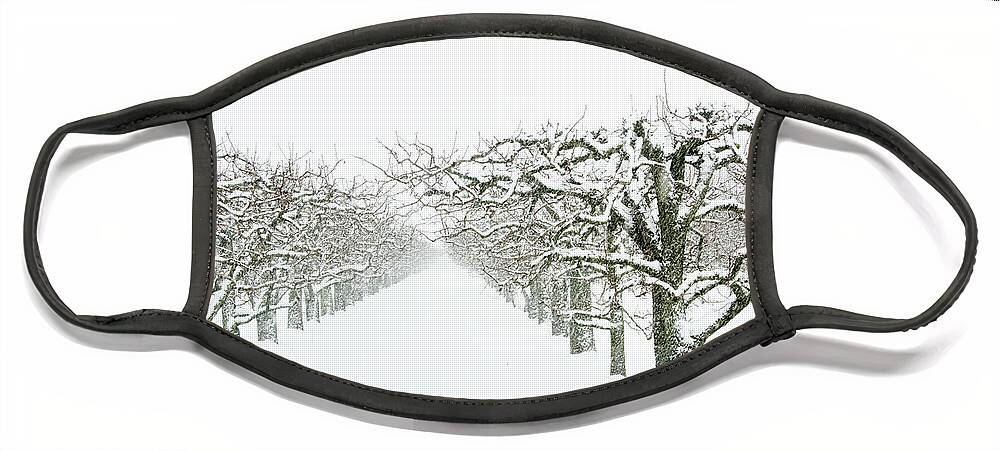Greenlane Face Mask featuring the photograph The Geometry of Winter Orchards by Marilyn Cornwell