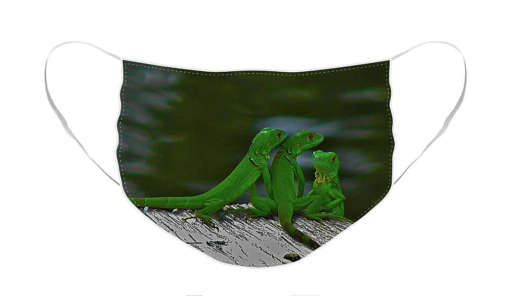 Reptile Face Mask featuring the photograph The Iguana Children by Carl Moore