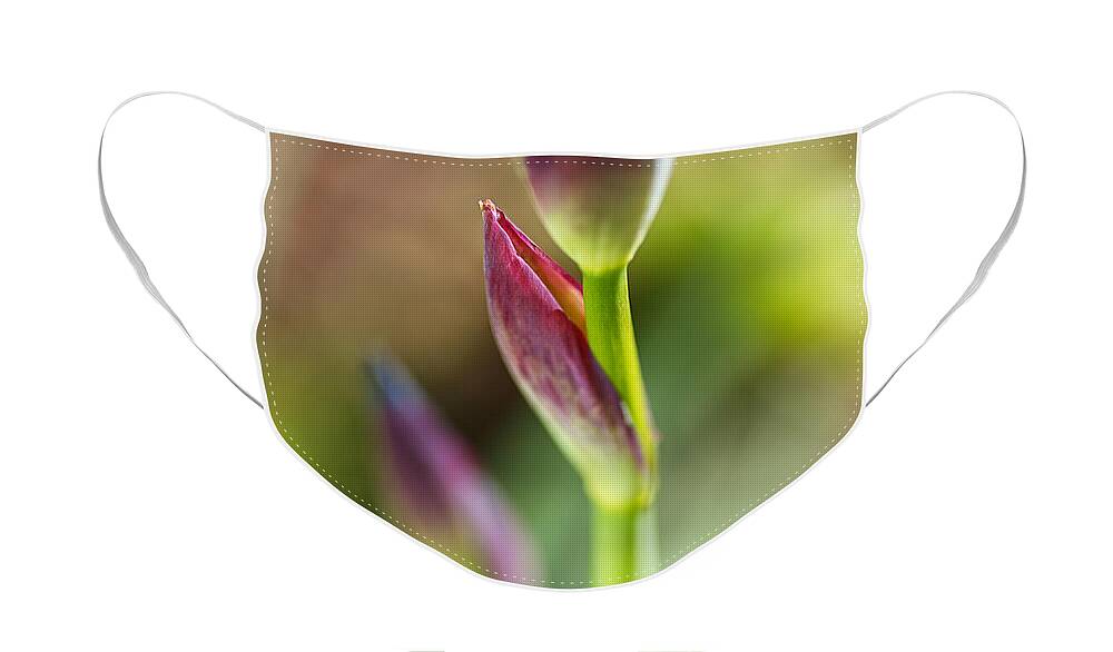 Iridaceae Face Mask featuring the photograph The Iris Leaf by Joy Watson