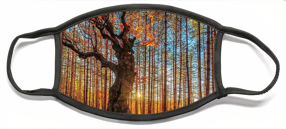 Belintash Face Mask featuring the photograph The King Of the Trees by Evgeni Dinev
