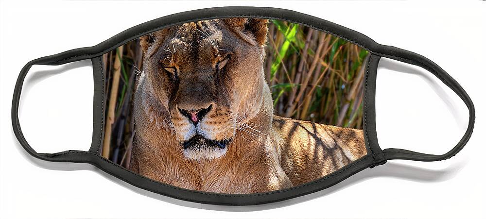  Face Mask featuring the photograph The Lion Sleeps Tonight by Al Judge