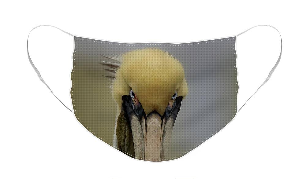 Pelican Face Mask featuring the photograph The Look by JASawyer Imaging