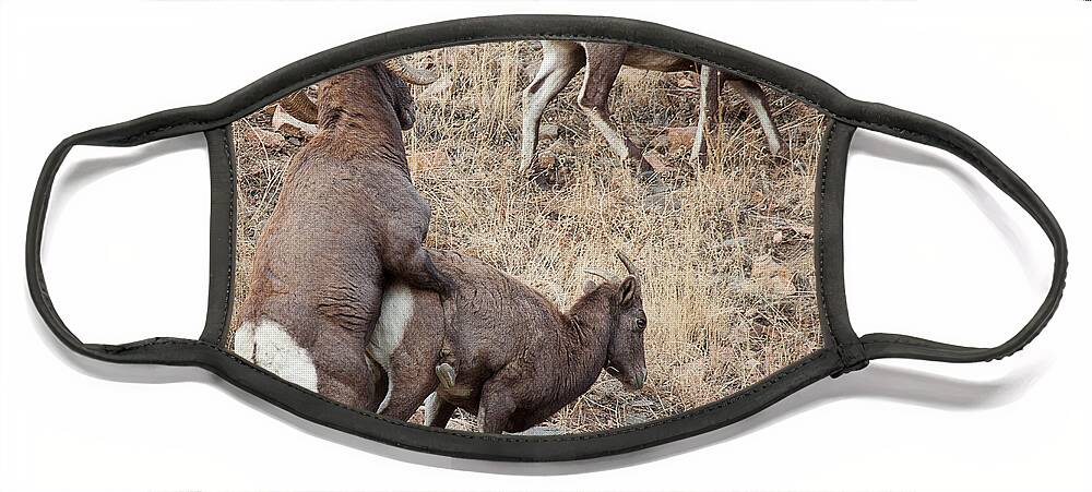 Mating Bighorn Sheep Photograph Face Mask featuring the photograph The Mating Game by Jim Garrison