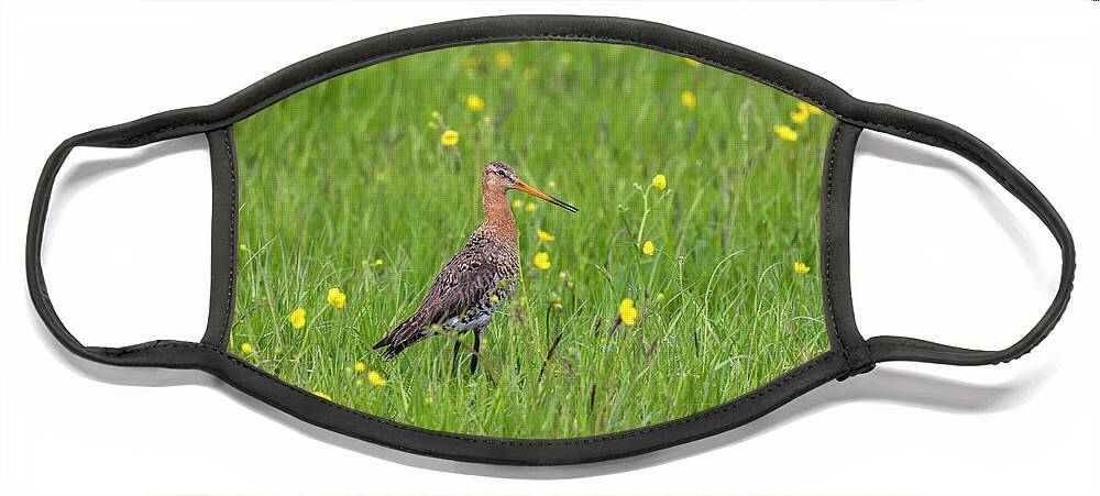 Nature Face Mask featuring the photograph The Meadow Bird The Godwit by MPhotographer