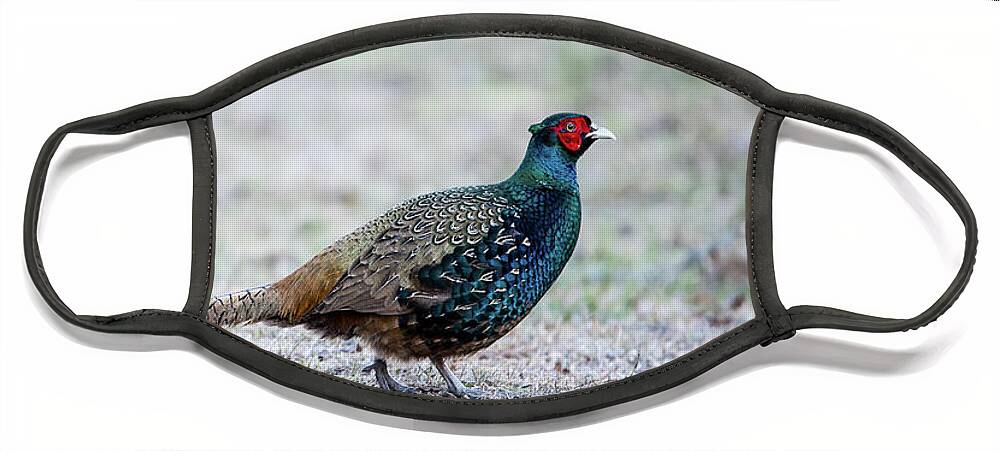 Phasianus Colchicus Colchicus Face Mask featuring the photograph The Pheasant Beauty by Torbjorn Swenelius