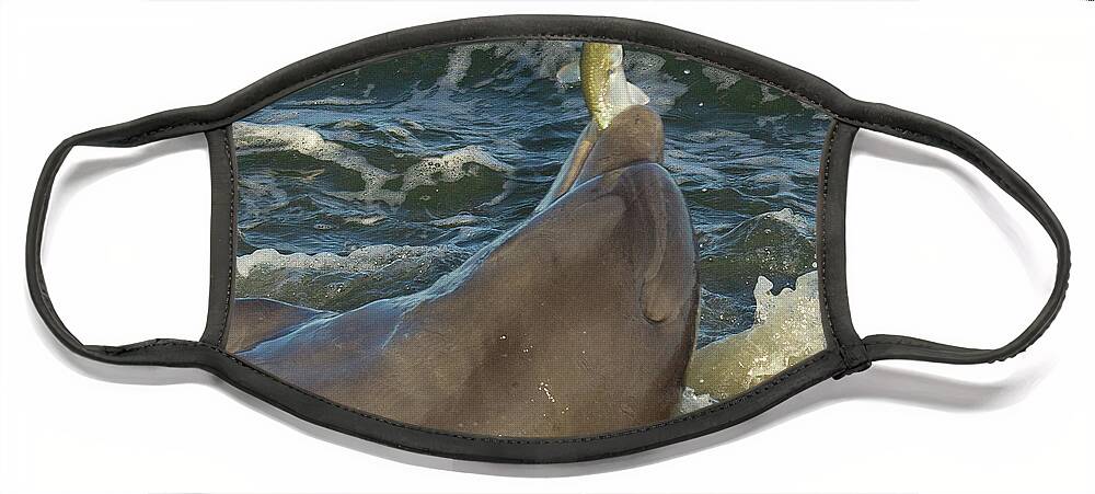 Dolphin Face Mask featuring the photograph The Prize by Patricia Schaefer