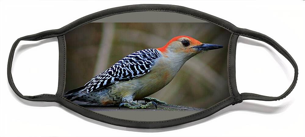 Birds Face Mask featuring the photograph The Red Bellied Woodpecker by Mary Walchuck