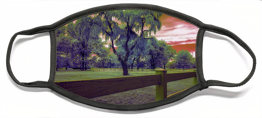 Infrared Photography Face Mask featuring the photograph The Weeping Trees by Penny Polakoff