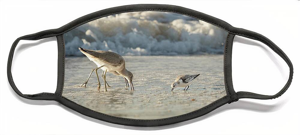 North Carolina Face Mask featuring the photograph The Willets and the Sanderling by Joni Eskridge