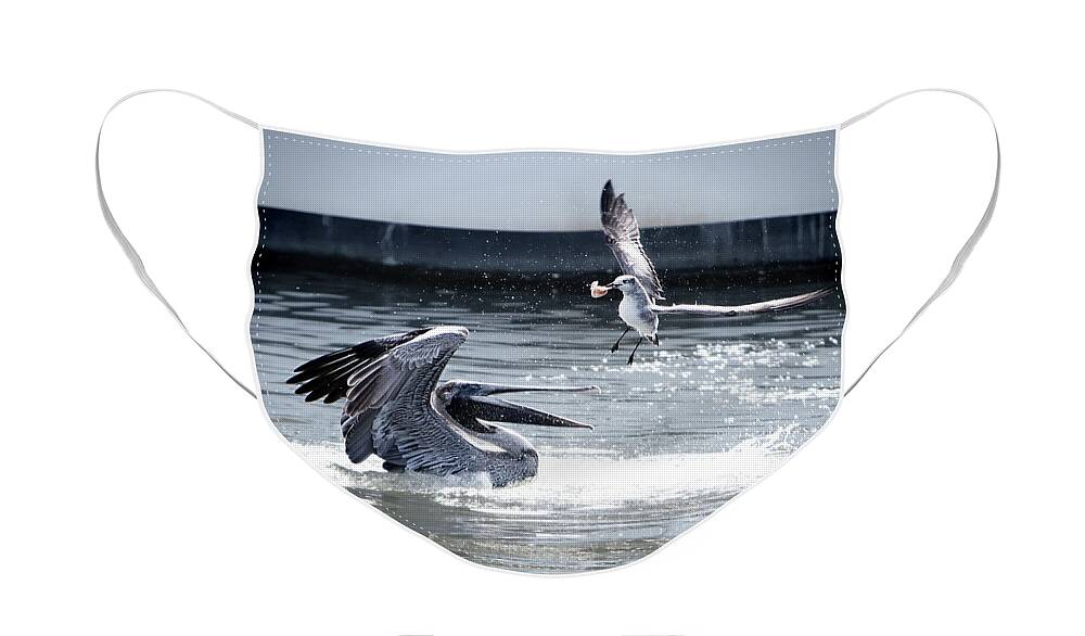 Pelican Face Mask featuring the photograph The Winner by Linda Lee Hall