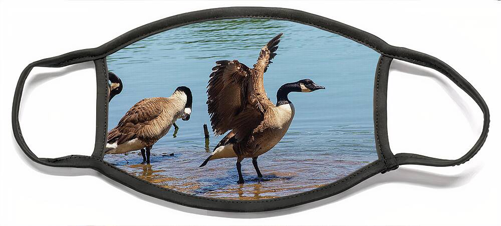 Nature Face Mask featuring the photograph Three Geese Bathing in a Lake by Auden Johnson