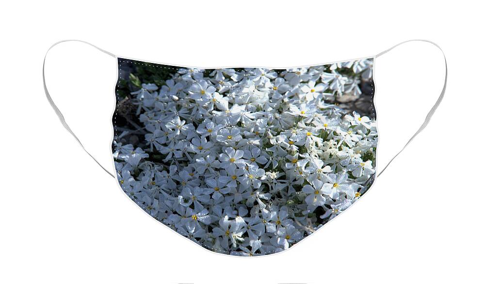 Flowers Face Mask featuring the photograph Tiny Spring Flowers by Kae Cheatham