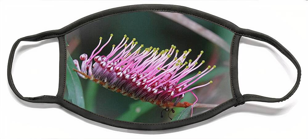 Grevillea Face Mask featuring the photograph Toothbrush Grevillea Flower by Maryse Jansen