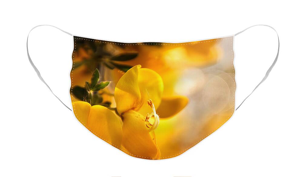 Cytisus Face Mask featuring the photograph Touch of sun by Jaroslav Buna