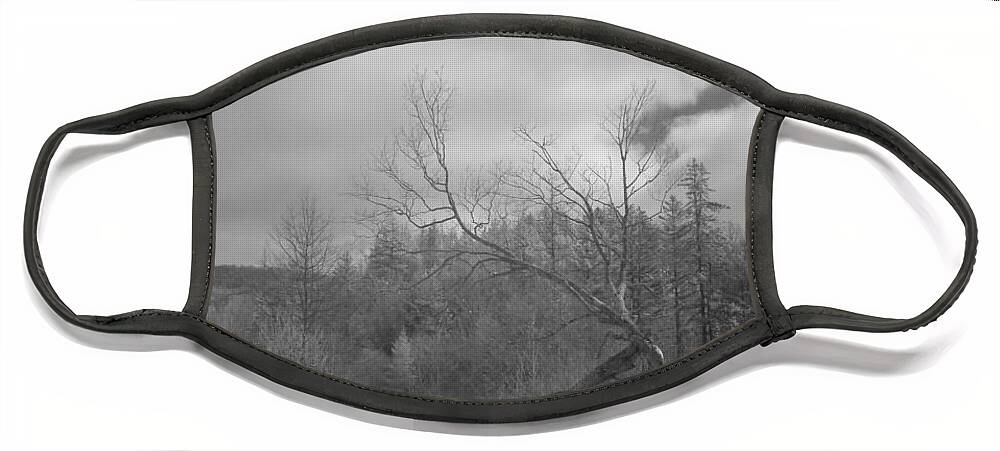 Infra Red Face Mask featuring the photograph Trailhead Tree by Alan Norsworthy