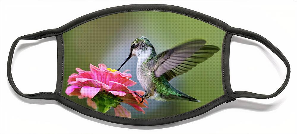 Hummingbird Face Mask featuring the photograph Tranquil Joy by Christina Rollo