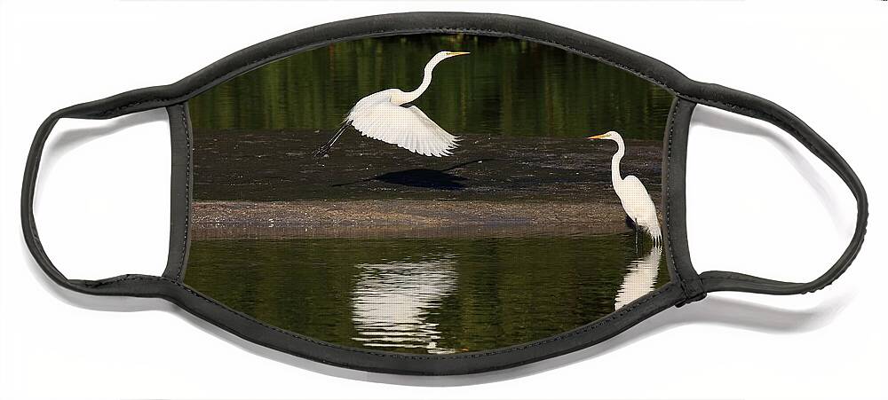 Great Egret Face Mask featuring the photograph Tranquil Scenery 1 by Mingming Jiang