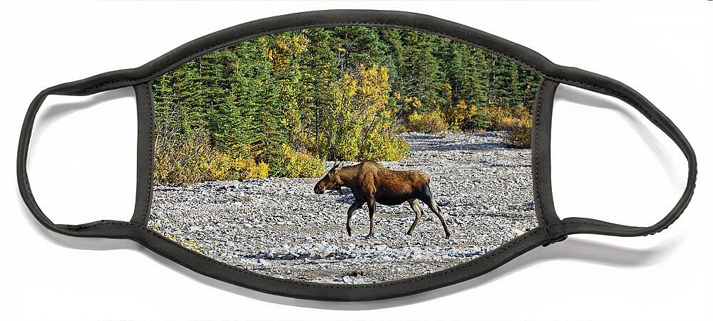 Traveling Face Mask featuring the photograph Traveling Moose by Doolittle Photography and Art