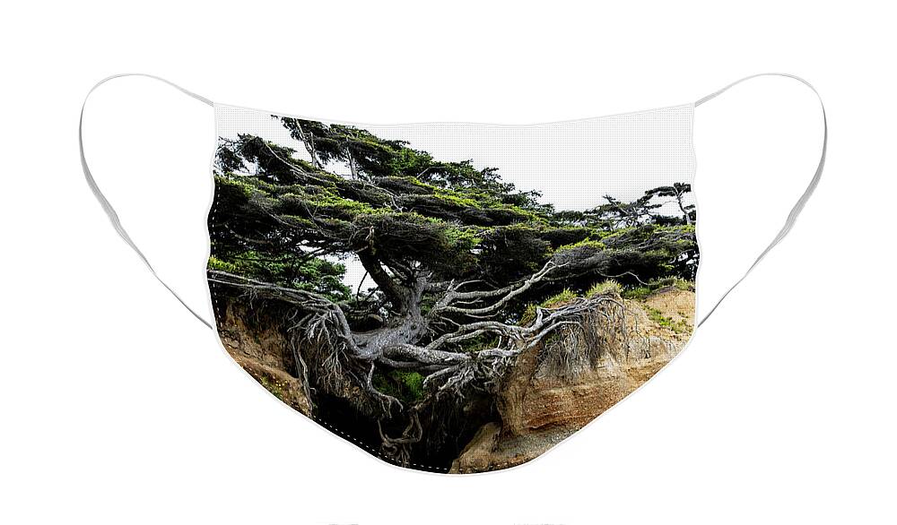 Olympic National Park Face Mask featuring the photograph Tree of Life by Erin Marie Davis