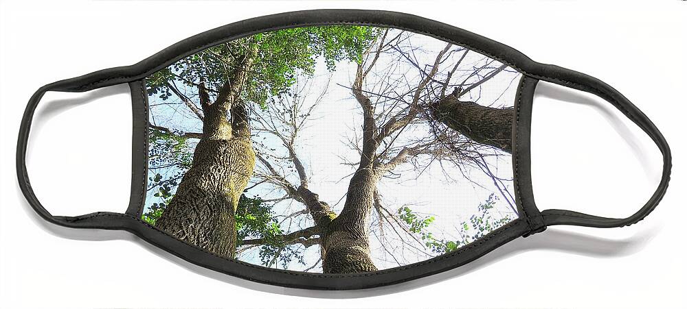 Tree Face Mask featuring the photograph Tree Sky Scrape by Ed Williams