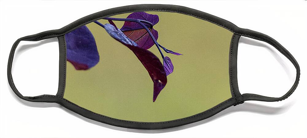 Redbud Face Mask featuring the photograph Treebud by David Beechum