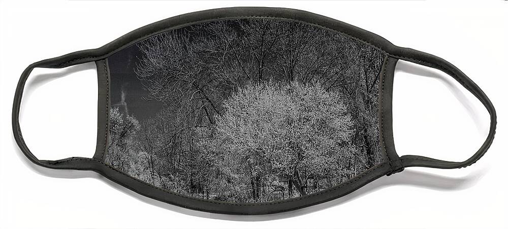Trees Face Mask featuring the photograph Trees in Spring Black and White infrared by Alan Goldberg