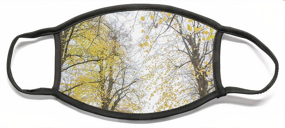 Trent Park Face Mask featuring the photograph Trent Park Trees Fall 14 by Edmund Peston