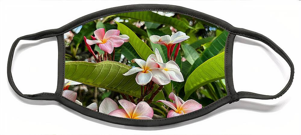 Tropical Face Mask featuring the photograph Tropical Plumeria by Brian Eberly