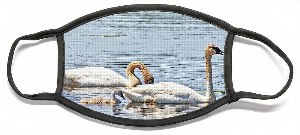 Cygnet Face Mask featuring the photograph Trumpeter Family Lunch by Natural Focal Point Photography