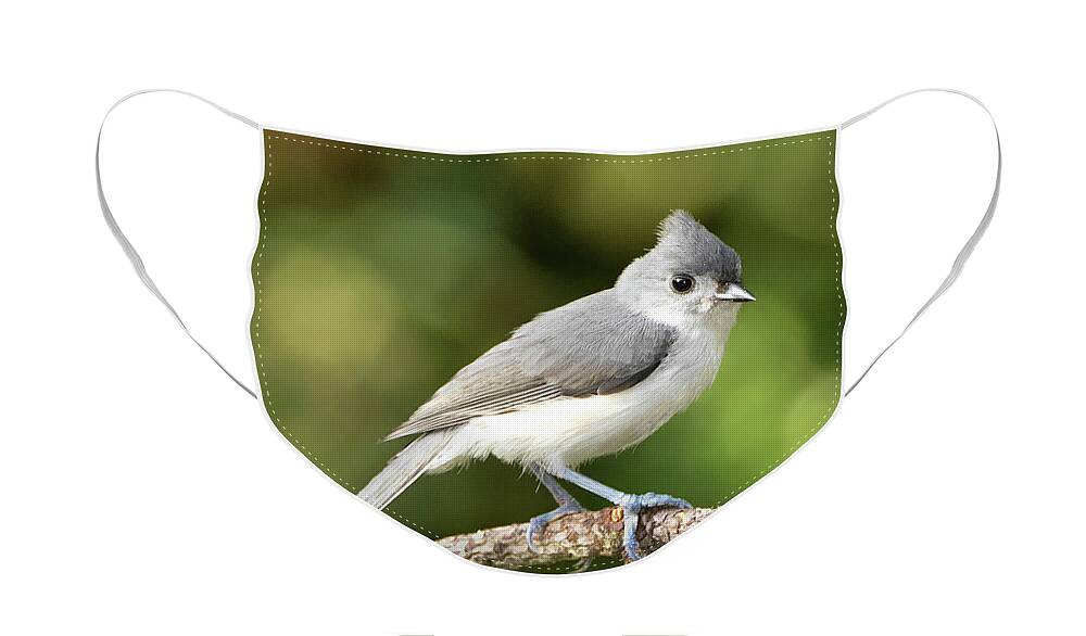 Bird Face Mask featuring the photograph Tufted Titmouse Pose by Jerry Griffin