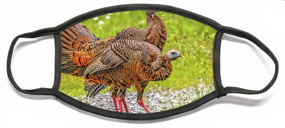 Cades Cove Face Mask featuring the photograph Turkey Talk by Marcy Wielfaert