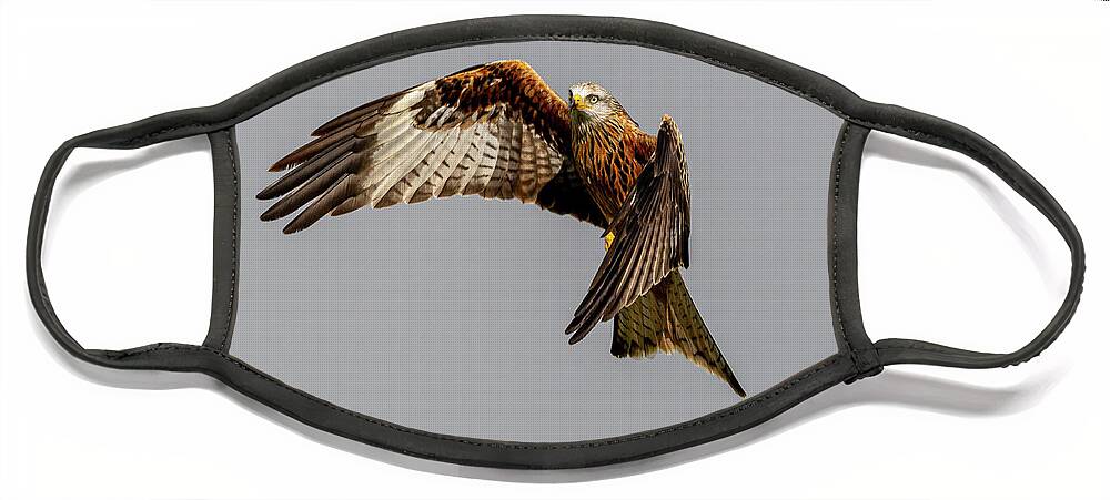 Red Kite Face Mask featuring the photograph Turning by Mark Hunter