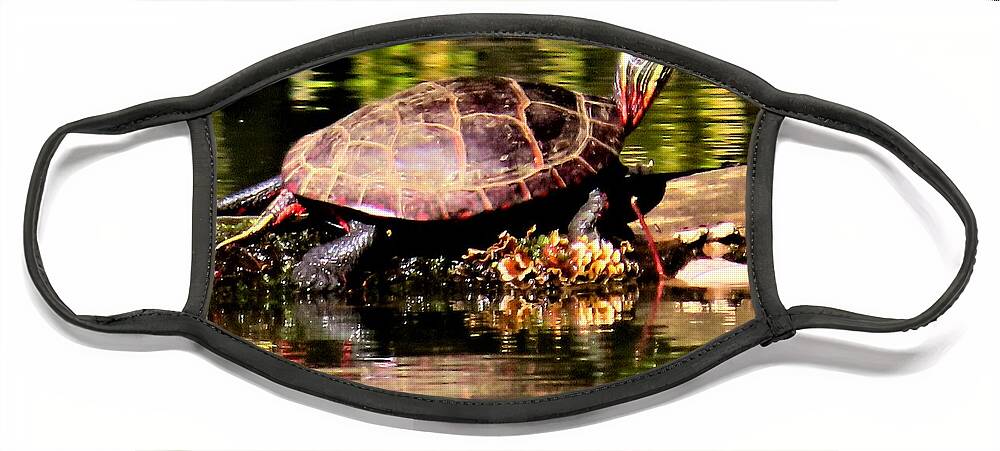 Turtles Face Mask featuring the photograph Turtle Sunning Itself in Autumn by Linda Stern