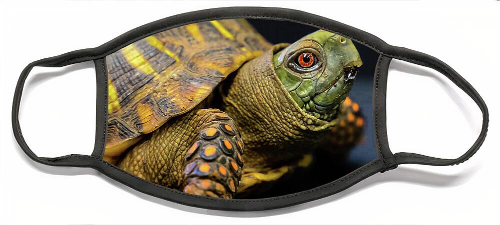 Turtle Face Mask featuring the photograph Turtle with Orange Eyes by Toni Hopper