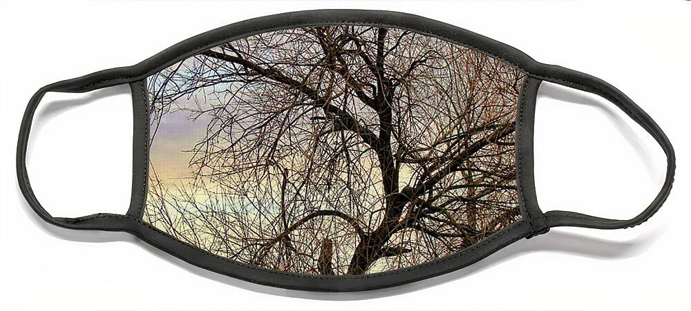 Trees Face Mask featuring the photograph Twisted Winter by Joan Bertucci