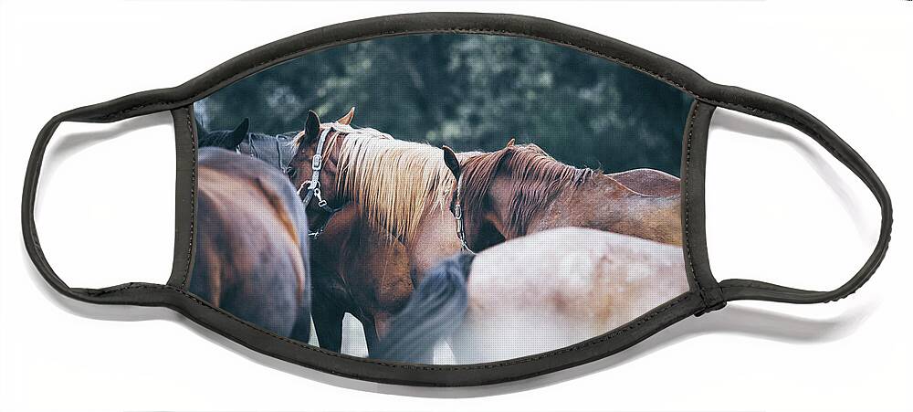 Horses Face Mask featuring the photograph Two calm horses by Dimitar Hristov
