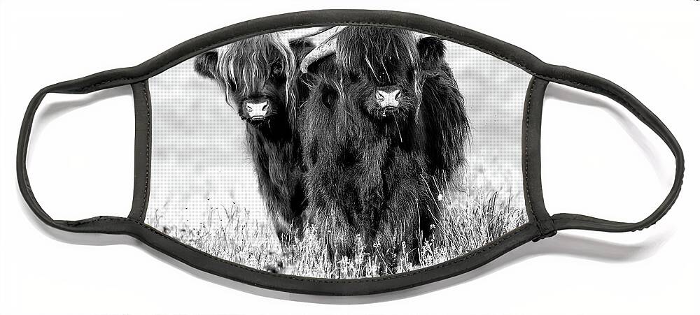 Highland Cattle Face Mask featuring the photograph Two cute highland cows in black and white by Simon Bratt