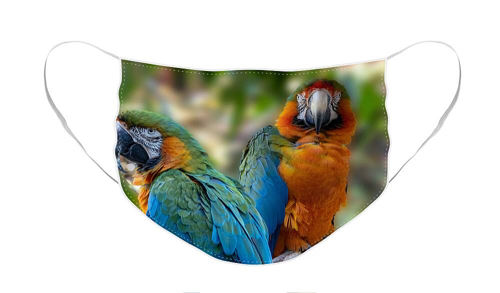 Parrots Face Mask featuring the photograph Two Parrots on a Perch by L Bosco