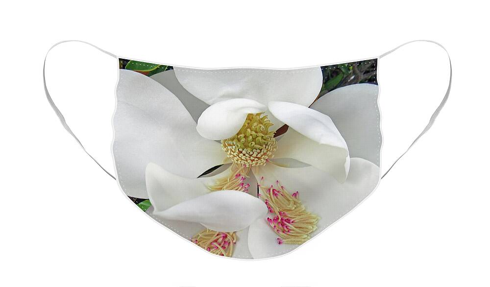 Magnolia Face Mask featuring the photograph Unfolding Beauty of Magnolia by Roberta Byram