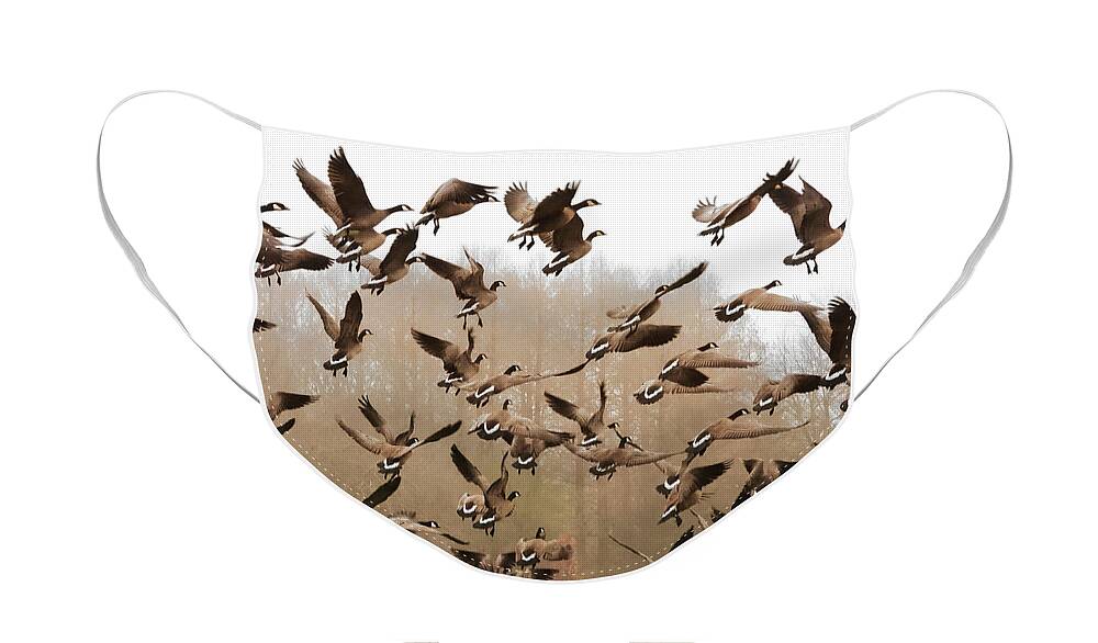 Canadian Geese Face Mask featuring the photograph Up, Up and Away by Scott Cameron