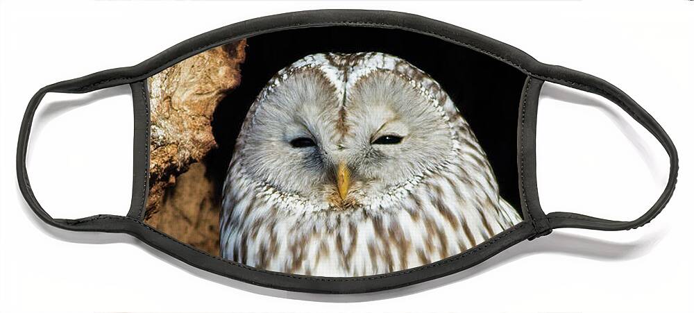 Ural Owl Face Mask featuring the photograph Ural Owl in Japan 2 by Natural Focal Point Photography
