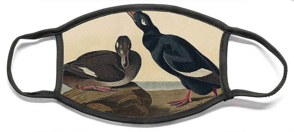 Robert Havell Face Mask featuring the drawing Velvet Duck by Robert Havell