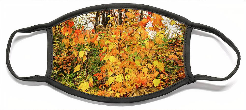 Fall Face Mask featuring the photograph Vermont Autumn Forest Renewal by Ron Long Ltd Photography