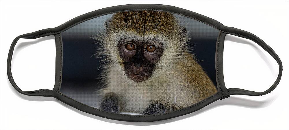Vervet Monkey Face Mask featuring the photograph Vervet Monkey by Gareth Parkes